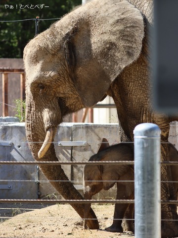 日本で初めて産まれたマルミミゾウの赤ちゃん