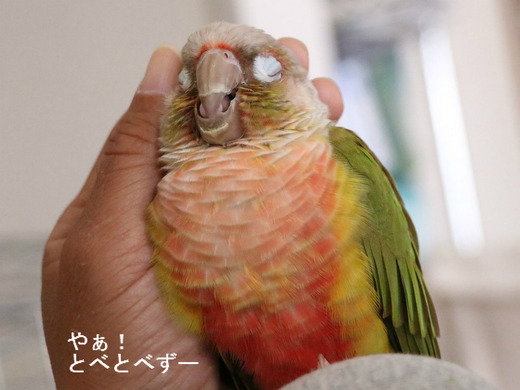 ウロコインコとゾウのブログ：やぁ！とべとべずー