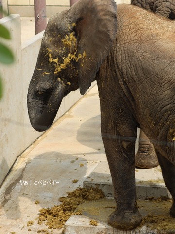 アフリカゾウのウンチ浴び：愛媛県立とべ動物園