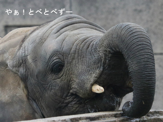 アフリカゾウ、アジアゾウ大好きブログ:やぁ!とべとべずー