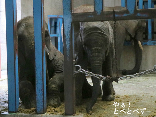 ウンチを浴びて遊ぶアフリカゾウの子供