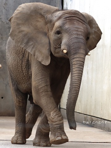 とべ動物園アフリカゾウ：砥愛ちゃん（メス、１２歳）