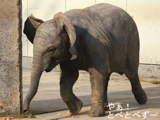 興奮して走る子供のゾウ