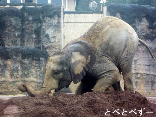 とべ動物園アフリカゾウの親子：砥夢（2009.3.17生まれ、５歳）