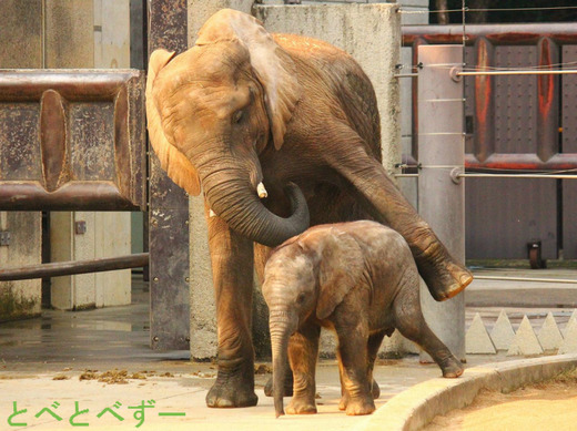 とべ動物園アフリカゾウの姉妹:媛ちゃん、砥愛ちゃん