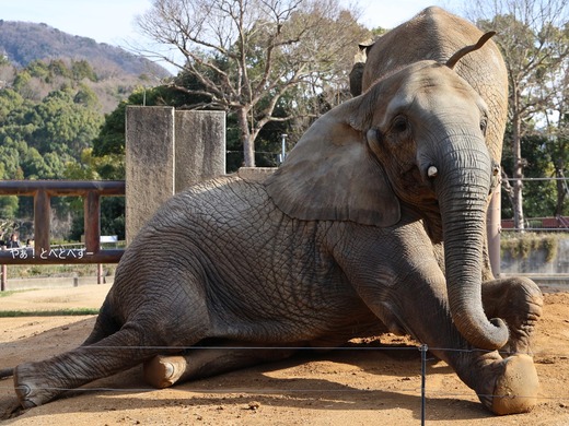 とべ動物園ブログ：やぁ！とべとべずー