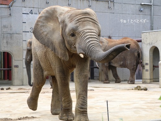 とべ動物園アフリカゾウのブログ：やぁ！とべとべずー