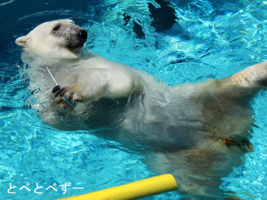 バリーバは、横浜の動物園ズーラシアに行っています