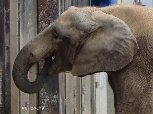 とべ動物園アフリカゾウ:媛ちゃん(メス、15歳)