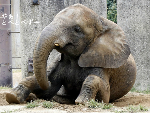 とべ動物園ブログ:媛、砥愛、ピース、柑太郎、砥々丸