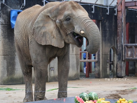 スイカ大好きアフリカゾウ・サバンナゾウの媛ちゃん