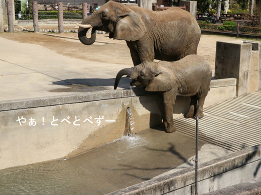 とべ動物園アフリカゾウのブログ:やぁ!とべとべずー