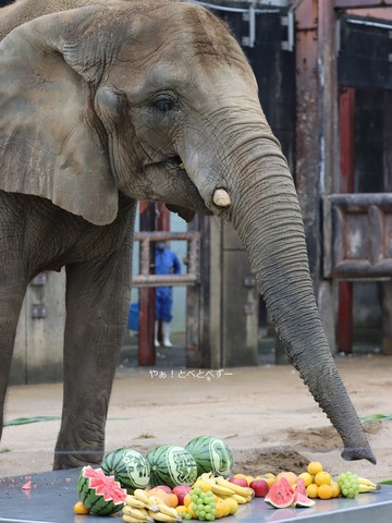 アフリカゾウの写真満載のブログ：やぁ！とべとべずー