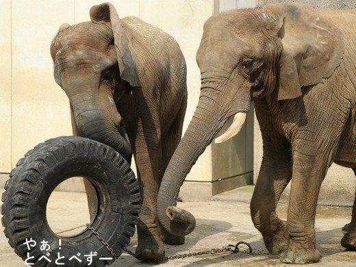 日本で唯一血縁関係のあるアフリカゾウの親子が暮らす愛媛とべ動物園