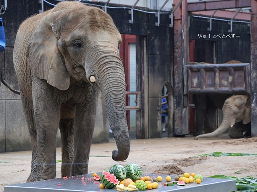 アフリカゾウの媛ちゃんの19歳の誕生会の様子