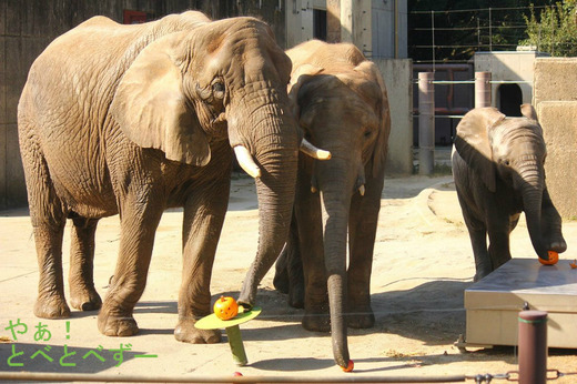日本で唯一アフリカゾウの親子が暮らす愛媛とべ動物園