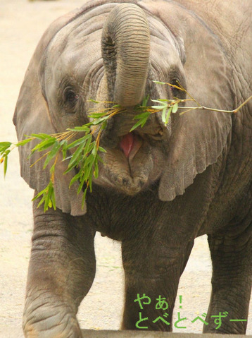 とべ動物園アフリカゾウのイベント情報:砥愛ちゃん2歳のお誕生会