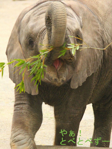 とべ動物園アフリカゾウのイベント情報：砥愛ちゃん２歳のお誕生会