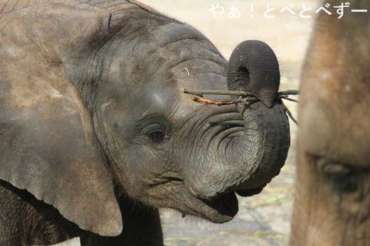 とべ動物園アフリカゾウの仔象の砥愛（とあ）