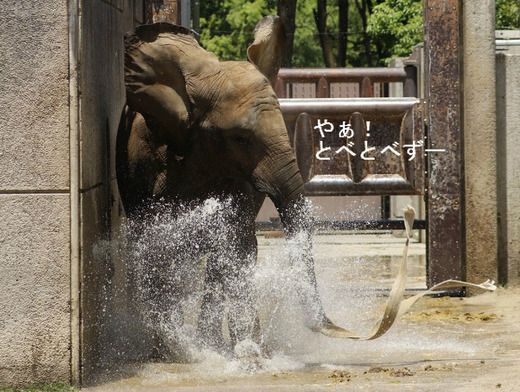 とべ動物園アフリカゾウ