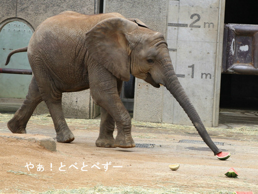 とべ動物園ブログ：やぁ！とべとべずー