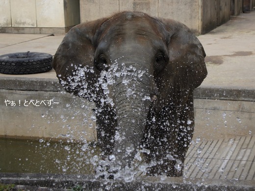 水をかけるアフリカゾウ：媛ちゃん（とべ動物園）