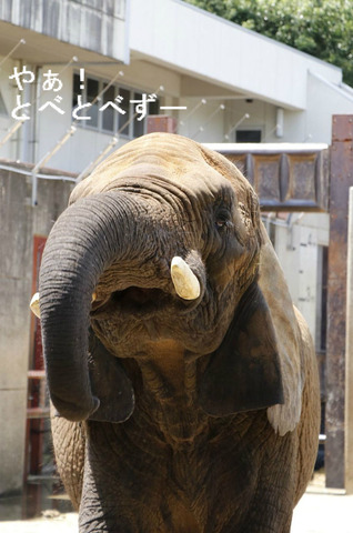 多摩動物公園アフリカゾウの砥夢くんのお母さん象リカさん