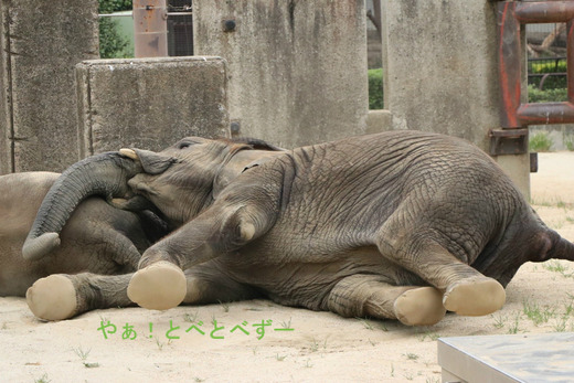 とべ動物園ブログ：ゾウ、ホッキョクグマ、ライオン、サーバル