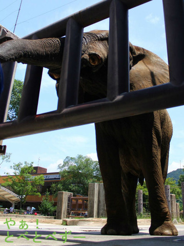 とべ動物園アフリカ象のブログ:やぁ!とべとべずー