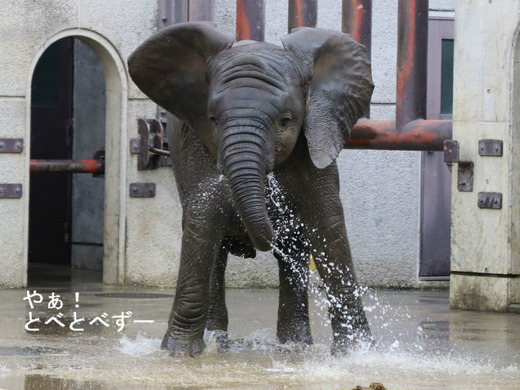 とべ動物園アフリカゾウのブログ:やぁ!とべとべずー