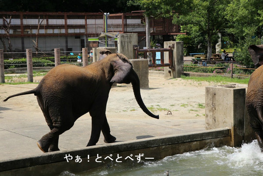 アフリカゾウの写真満載のブログ：やぁ！とべとべずー