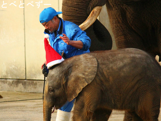 とべ動物園のキーパーの椎名さんと赤ちゃんゾウの砥愛ちゃん