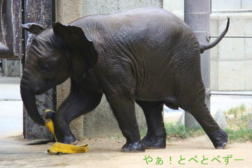 とべ動物園アフリカゾウ:砥愛