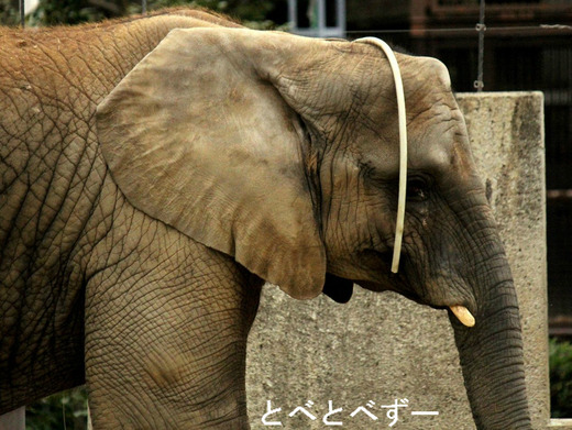 媛ちゃん：多摩動物公園の砥夢（とむ）くんのお姉さんゾウ