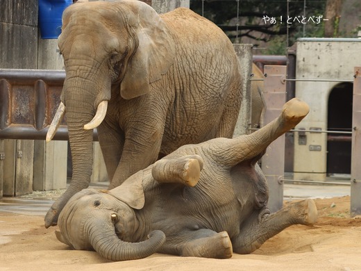 とべ動物園アフリカゾウのブログ：やぁ！とべとべずー