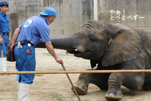 とべ動物園ブログ：やぁ！とべとべずー