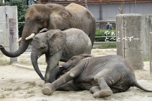 とべ動物園アフリカゾウ