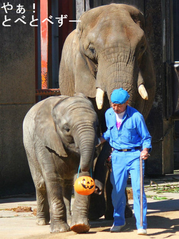 とべ動物園アフリカゾウ：リカ母さん、砥愛ちゃん