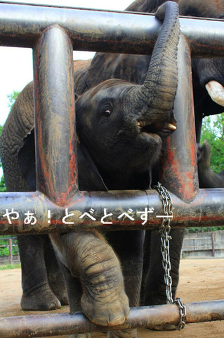 アフリカゾウの赤ちゃんが目の前に!とべ動物園イベント