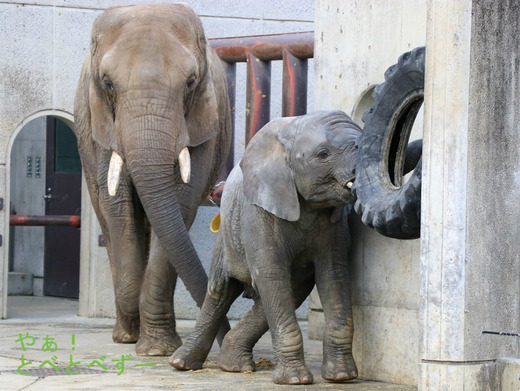 とべ動物園アフリカゾウ:子象の砥愛ちゃん(3歳)