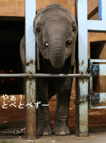 とべ動物園アフリカゾウイベント