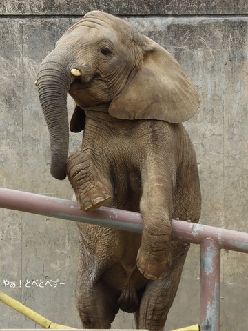 とべ動物園アフリカゾウ:アフ、リカ、媛、砥夢、砥愛