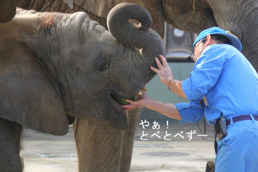 子供のアフリカゾウが見られる動物園