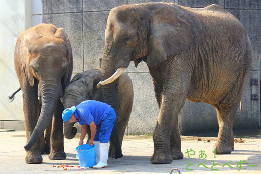 日本で唯一アフリカゾウの家族が暮らす、とべ動物園