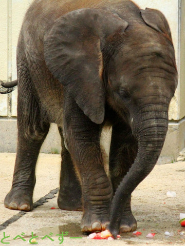 とべ動物園 アフリカゾウ 赤ちゃん