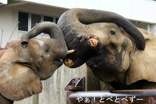 アフ父さん、媛ちゃん