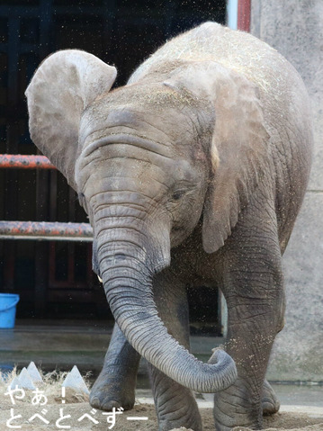 とべ動物園ブログ：やぁ！とべとべずー