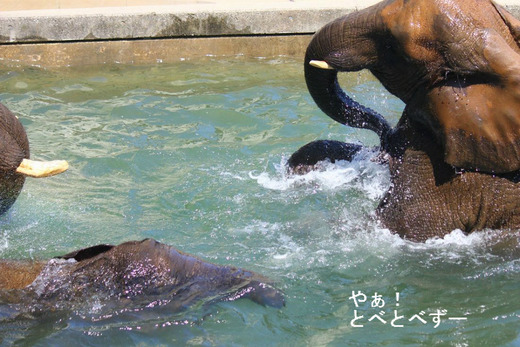 プールで泳ぐアフリカゾウの姉妹：媛ちゃん、砥愛ちゃん