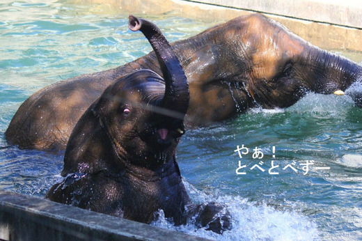 とべ動物園アフリカゾウのブログ：やぁ！とべとべずー