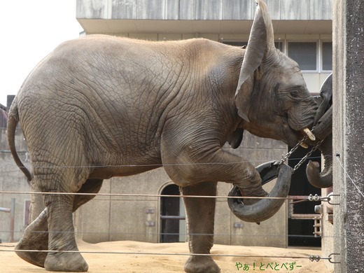 とべ動物園アフリカゾウ:アフ、リカ、媛、砥夢、砥愛
